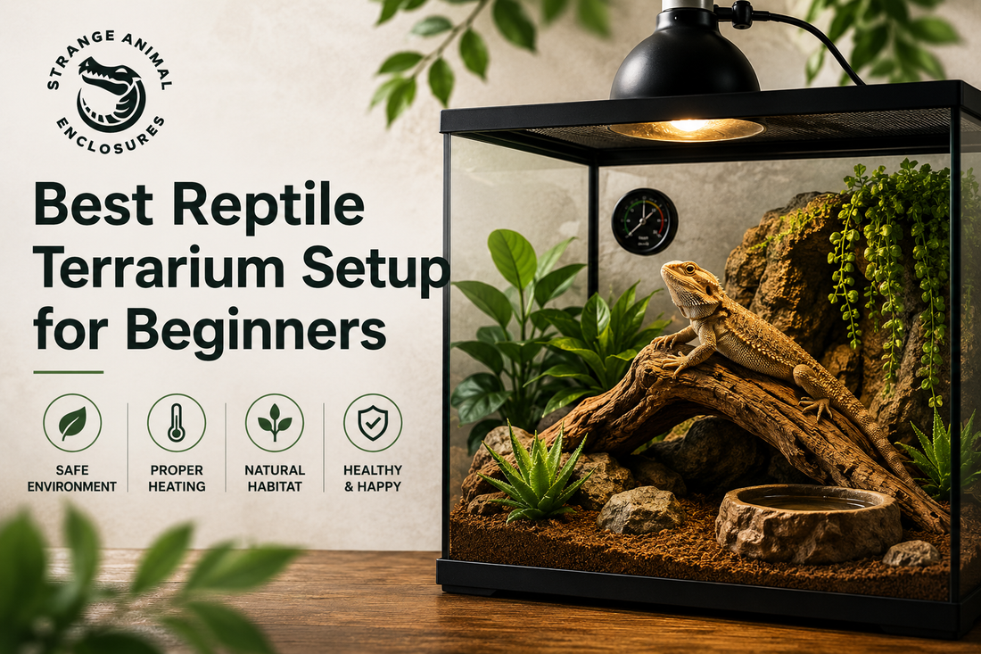 Best Reptile Terrarium Setup for Beginners
